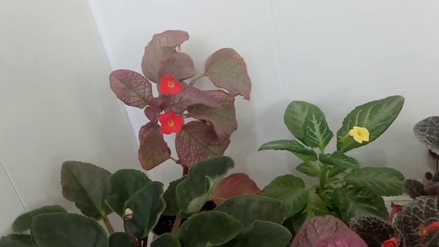 Комнатные цветы|Обзор моих эписций в апреле смотреть онлайн