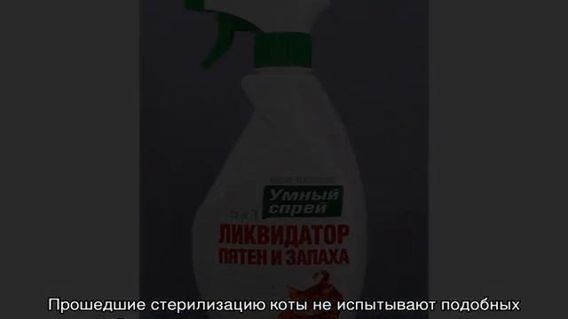 Как отучить кошку гадить на кровать: основные причины и методы влияния
