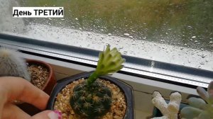 Цветение гимнокалициума. Цвет сюрприз.