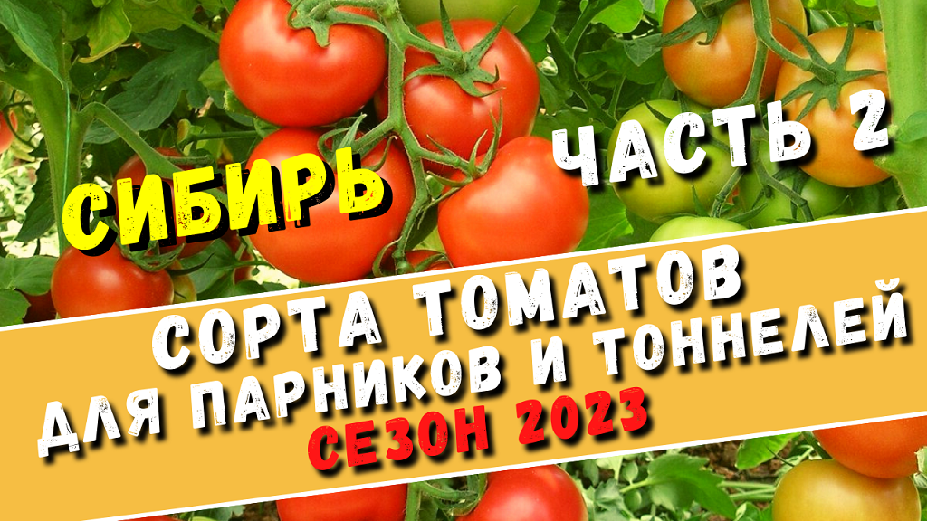Сибирь. Коллекция томатов на сезон 2023, для посадки в парниках и в тоннеле. Часть 2.