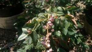 Контейнерная голубика спустя 4 года. Нюансы и новые сорта