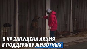 Айшат Кадырова запустила акцию помощи бездомным животным!