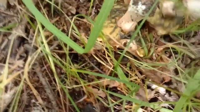 БЕЛЫЕ ГРИБЫ сбор и заморозка на зиму смотреть онлайн