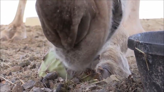 Верблюд vs Кактус! смотреть онлайн