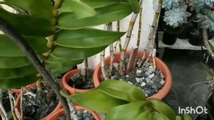 В гостях у орхомана. Как выращивают орхидеи в Доминикане. #вгостяхуорхомана #обзорорхидей #орхидеи