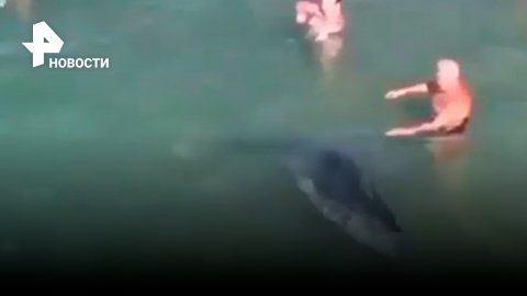 Семейство дельфинов подплыло прямо к отдыхающим на пляже в Анапе