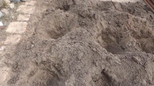 Розы из посылки. Что делать. Сохранение роз весной до посадки. Высадка саженцев роз весной в грунт.