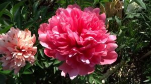 Пион ЛОРЕЛЕЙ ?? Paeonia LORELEI: обзор, описание, цветение, отзыв