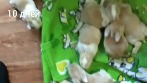 декоративные кролики с рождения до месяца