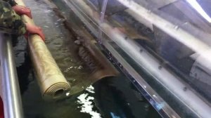 Стирка/мойка/химчистка ковров на профессиональном оборудовании в Запорожье