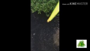 2 пальмы высажены в Ростове-на-Дону (6_й зоне)