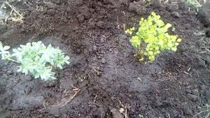 Береза Голден Треже и Швейцарская ива.