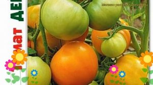 Томат Дей Хуанчи. Краткий обзор, описание характеристик solanum lycopersicum Dej Huanchi
