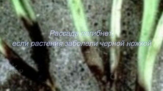 Рассада погибает. Почему?