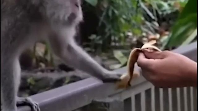 ЗАБАВНЫЕ ЖИВОТНЫЕ