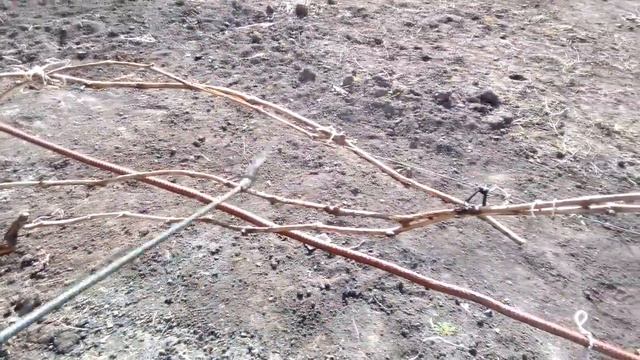 ВИНОГРАД. КАК ВЫБРАТЬ ЛОЗУ ПЛОДОНОШЕНИЯ НА СЛЕДУЮЩИЙ ГОД? смотреть онлайн