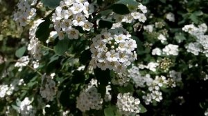 Цветет спирея березолистная Spirea birch-leaved blooms シモツケ-白樺の葉が咲く Spirea桦树叶子的花朵  자작 나무 잎이 달린 꽃