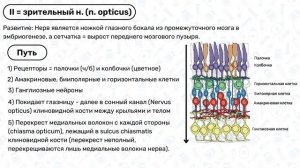 2. Зрительный нерв / Анатомия черепные нервы, ход черепных нервов, анатомия ЦНС, неврология