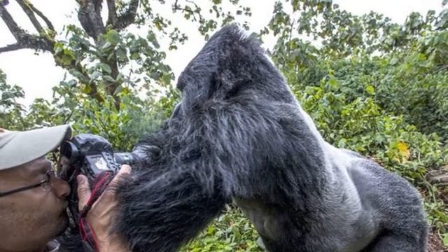 В момент съемки огромная горилла напала на фотографа смотреть онлайн