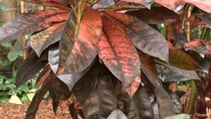 Codiaeum variegatum ´Mrs Iceton´ čes. podivec pestrý