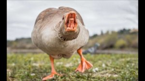 Это интересно. Зачем гусям зубы на клюве и языке.