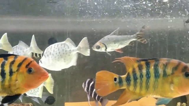 Цихлазома феста cichlasoma festae смотреть онлайн