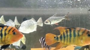 Цихлазома феста cichlasoma festae