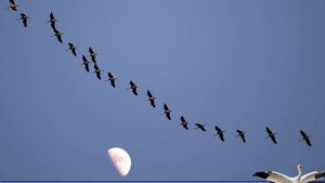 Птицы улетают в даль