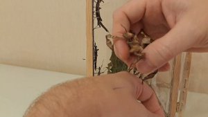 Палочники в террариуме через год. Что едят и как ухаживать.