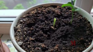 Стоит вообще покупать семена на Озоне? Что из них вырастает и вырастает ли вообще?