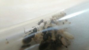 Муравьи lasius niger// лазиус ниггер с нуля// Lasius niger.