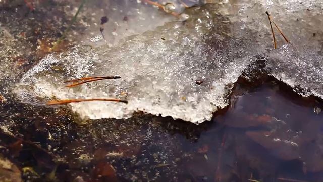 Мартовский лес. смотреть онлайн