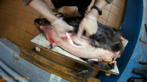 Как я снимаю шкуры с бобров для продажи. Полное видео.