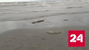 В Дагестане расследуют гибель 700 тюленей - Россия 24 