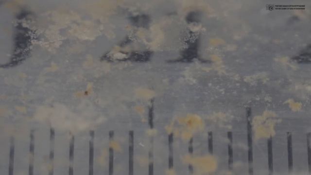 Инфузория туфелька. Парамеции. Описание строения и образа жизни, роль в аквариуме. // Clever Cricke смотреть онлайн