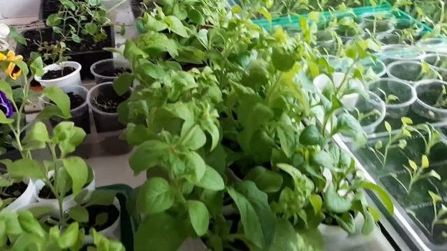 Обзор рассады на 04.05.2021 виола зацвела