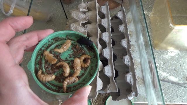 Уборка у тараканов! Как выросли мои пауки птицееды! смотреть онлайн