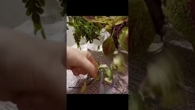 Колеусы обрезка