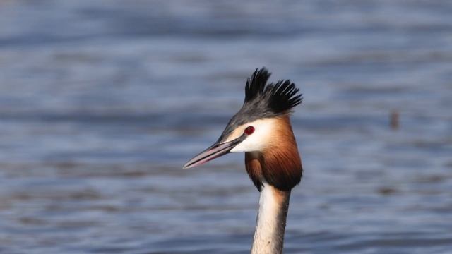 Canon RF 800mm F11 IS STM для фотоохоты с Canon R5 смотреть онлайн