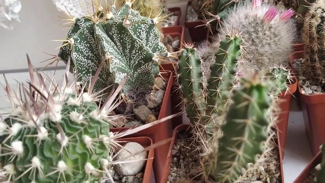 Кактусы. Цветение Echinopsis subdenudata.Утро понедельника...)