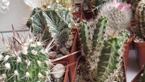 Кактусы. Цветение Echinopsis subdenudata.Утро понедельника...)