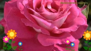 Роза чайно-гибридная Барон Де Ротшильд. Краткий обзор, описание характеристик Baronne De Rothschild