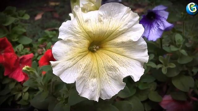Why White Flower Petunia  White So Beautiful Creatures