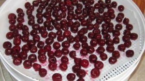Вяленая вишня в электросушилке