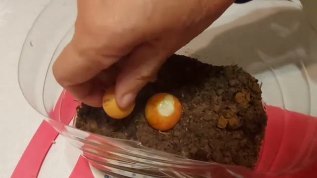 426. ОГОРОД НА ПОДОКОННИКЕ  ВЫРАЩИВАЕМ ЗЕЛЕНЬ ДОМА