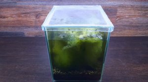 ПОДВОДНЫЙ ТЕРРАРИУМ SLIVKI SHOW ЧЕРЕЗ ГОД