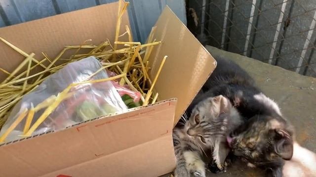 Клубника Украина//Купить саженцы клубники//Купить семена Овощей