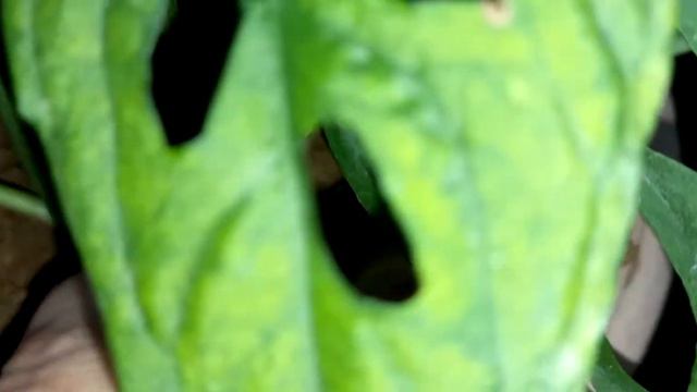 Swiss Cheese monstera plant ko kaise grow kare or kaise bushy banaye. Indoor rakhe ya Outdoor?? смотреть онлайн