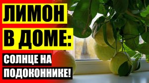 👍 Подкормка для домашнего лимона ⛔ Вырастить из косточки лимон 🚫