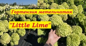 Гортензия метельчатая Литтл Лайм Hydrangea paniculata Little Lime